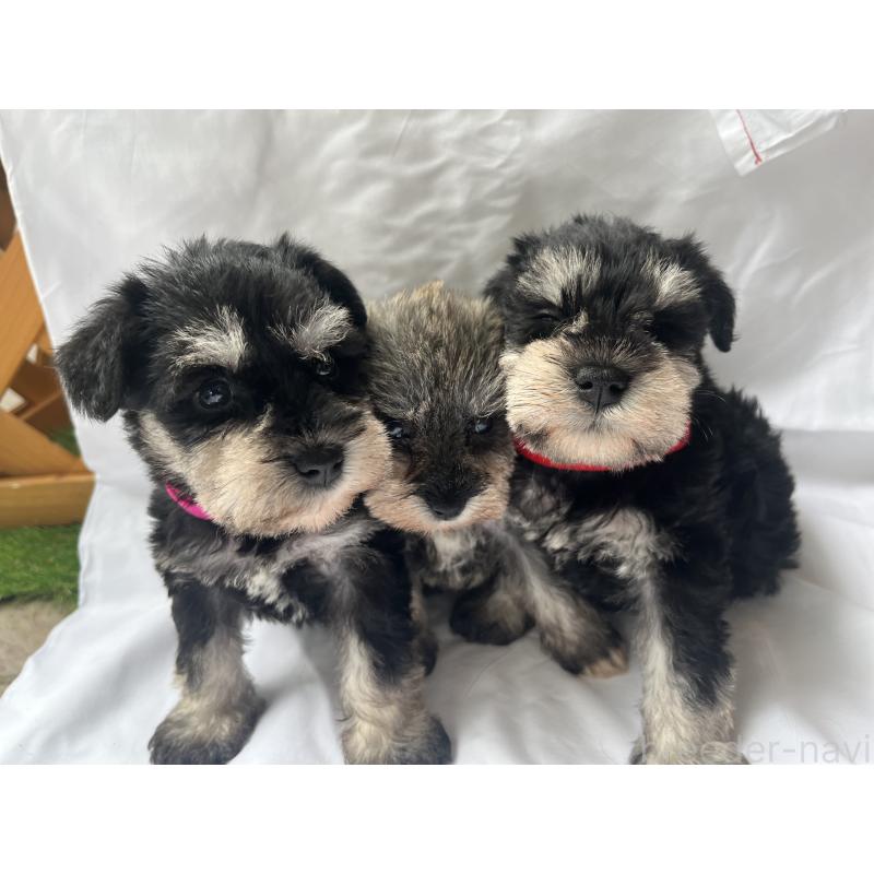 販売中の沖縄県のミニチュアシュナウザー-450114の7枚目