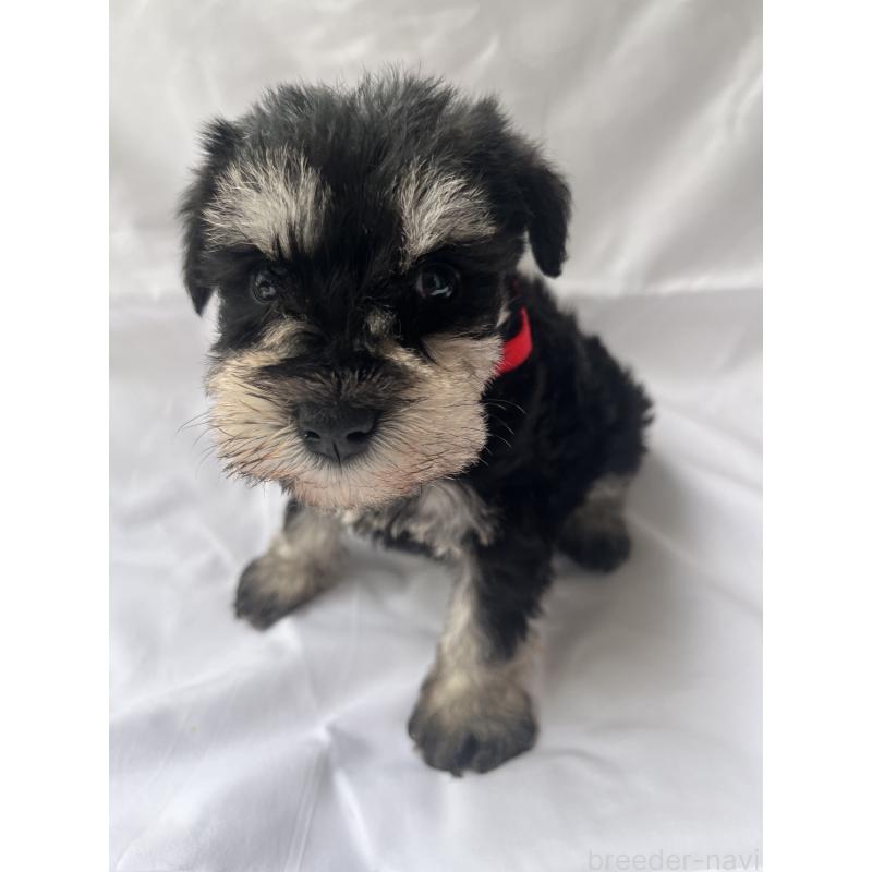 販売中の沖縄県のミニチュアシュナウザー-450114の5枚目