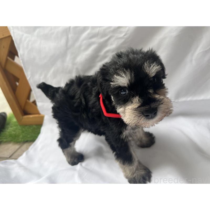 販売中の沖縄県のミニチュアシュナウザー-450114の4枚目