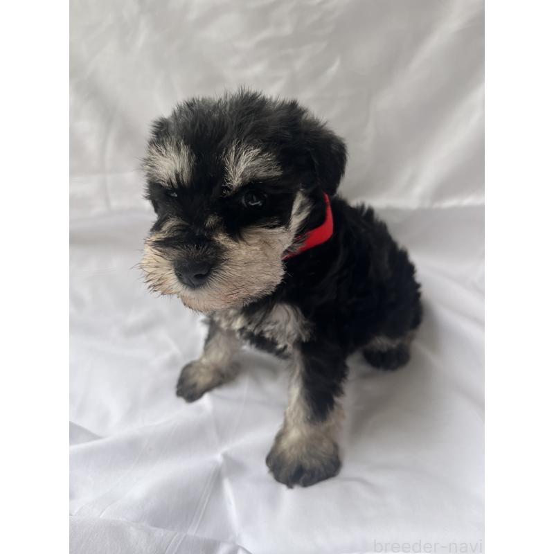 販売中の沖縄県のミニチュアシュナウザー-450114の3枚目