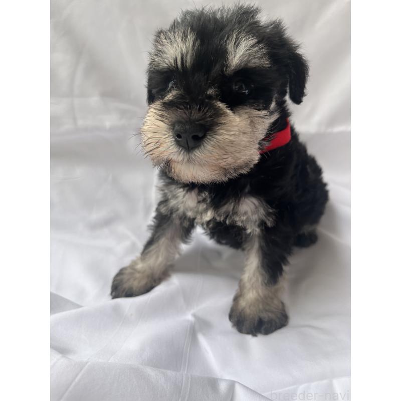 販売中の沖縄県のミニチュアシュナウザー-450114の2枚目