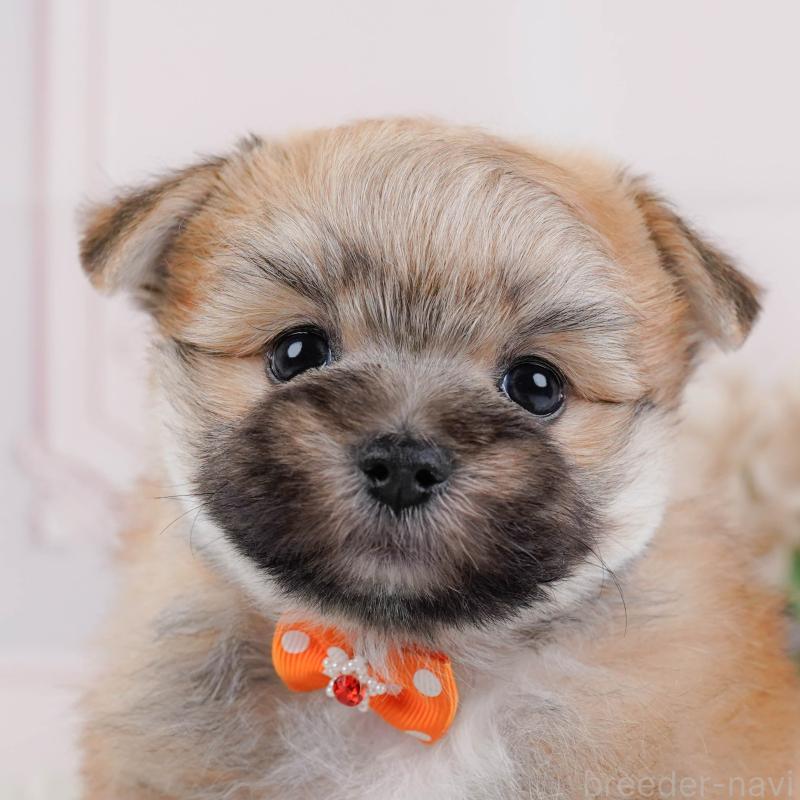 販売中の神奈川県のポメマル:ポメラニアン×マルチーズ-450117