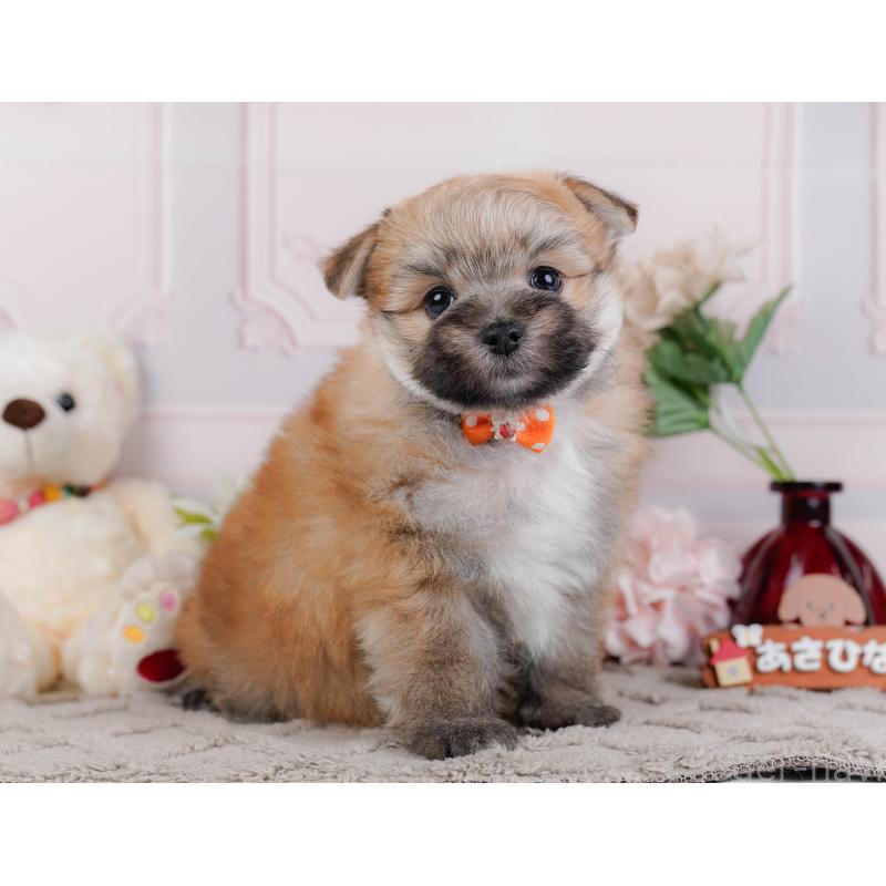 販売中の神奈川県のポメマル:ポメラニアン×マルチーズ-450117の15枚目
