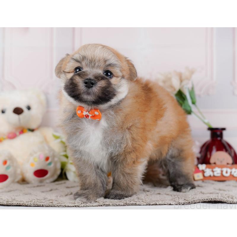 販売中の神奈川県のポメマル:ポメラニアン×マルチーズ-450117の14枚目
