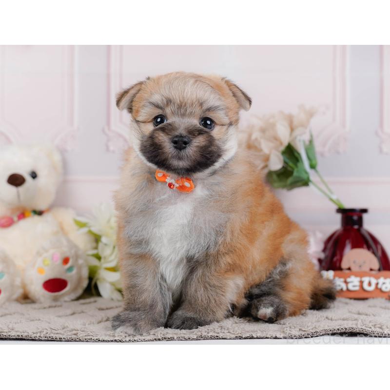 販売中の神奈川県のポメマル:ポメラニアン×マルチーズ-450117の13枚目