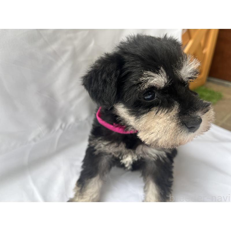 販売中の沖縄県のミニチュアシュナウザー-450116の5枚目