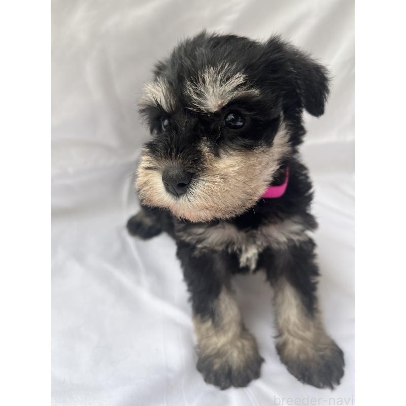 販売中の沖縄県のミニチュアシュナウザー-450116の4枚目