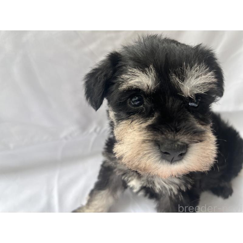 販売中の沖縄県のミニチュアシュナウザー-450116の3枚目