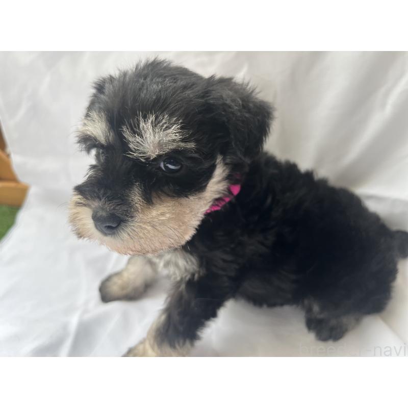 販売中の沖縄県のミニチュアシュナウザー-450116の2枚目