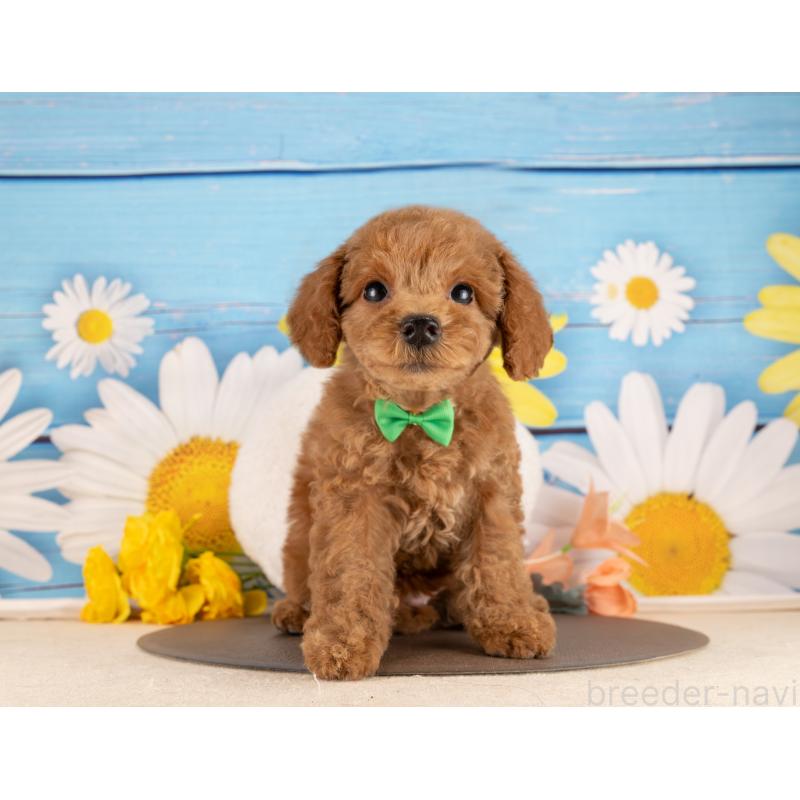 販売中の愛知県のトイプードル-450118の5枚目