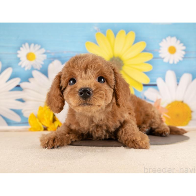 販売中の愛知県のトイプードル-450118の4枚目