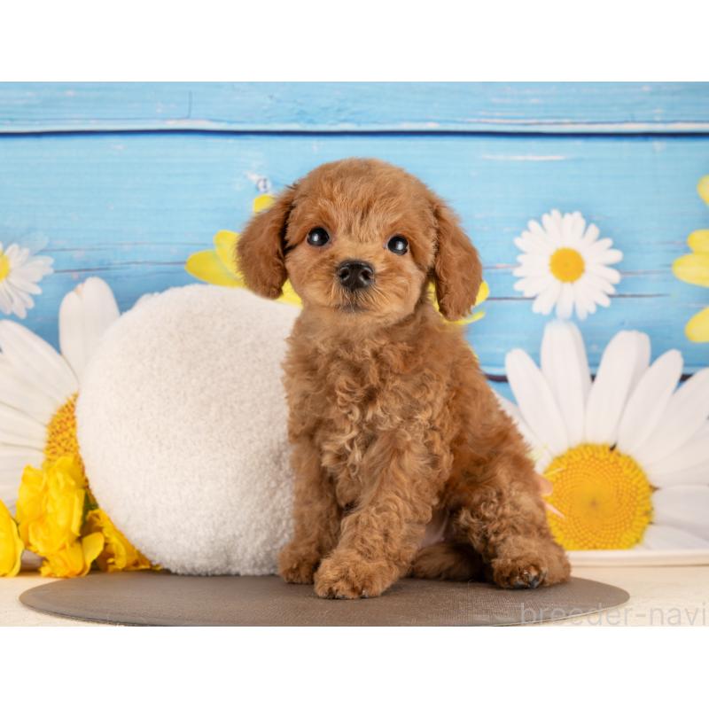 販売中の愛知県のトイプードル-450118の3枚目