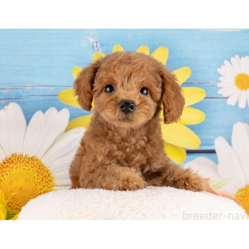 販売中の愛知県のトイプードル-450118の2枚目