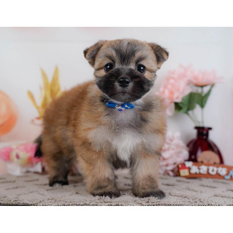 販売中の神奈川県のポメマル:ポメラニアン×マルチーズ-450119の14枚目