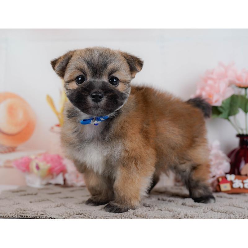 販売中の神奈川県のポメマル:ポメラニアン×マルチーズ-450119の13枚目