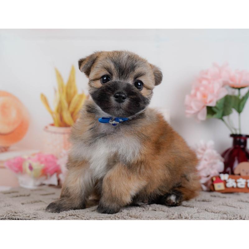 販売中の神奈川県のポメマル:ポメラニアン×マルチーズ-450119の12枚目