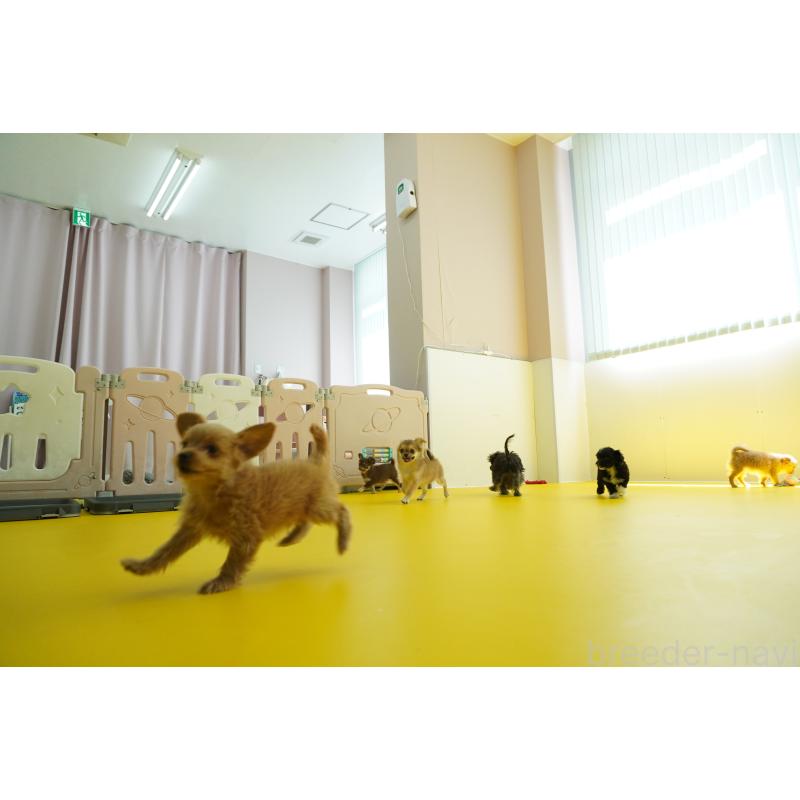 販売中の神奈川県のポメマル:ポメラニアン×マルチーズ-450119の3枚目