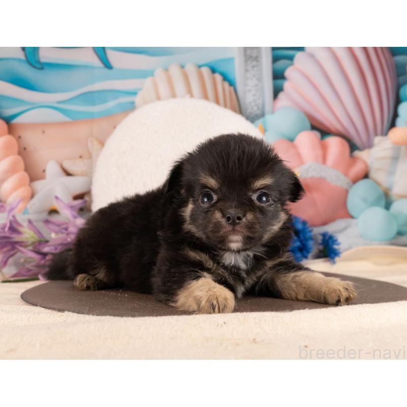 販売中の愛知県のチワワ(ロングコート)-450120の4枚目