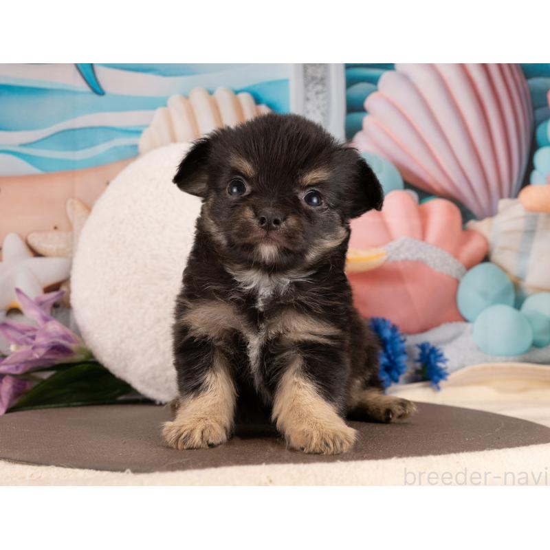 販売中の愛知県のチワワ(ロングコート)-450120の3枚目