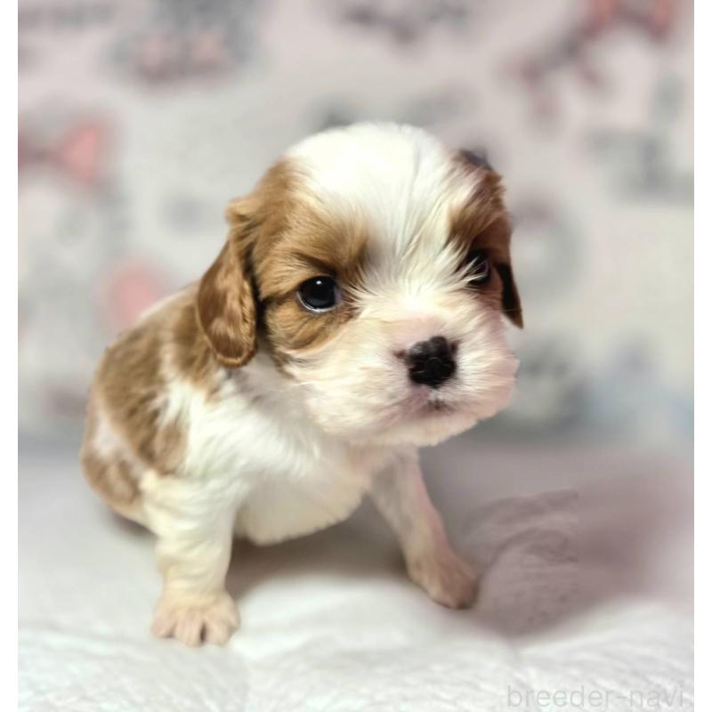 販売中の静岡県のキャバリアキングチャールズスパニエル-450121の8枚目