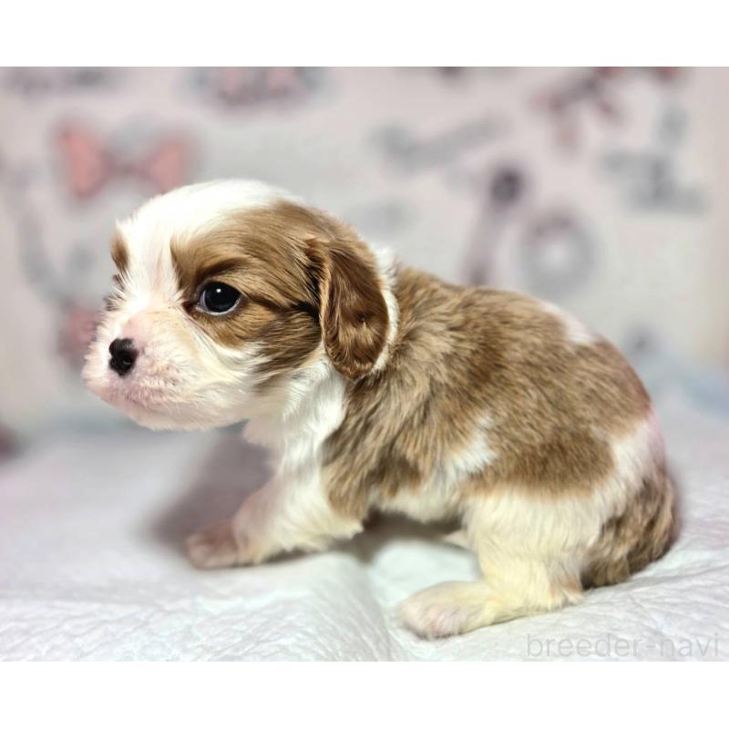 販売中の静岡県のキャバリアキングチャールズスパニエル-450121の7枚目