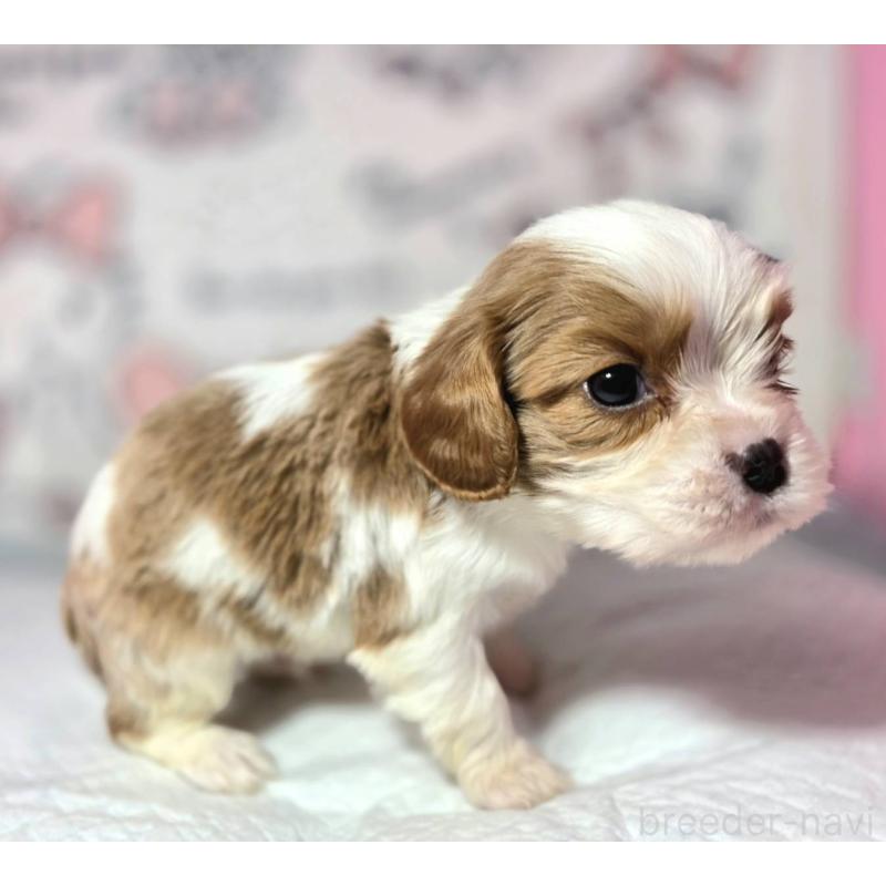 販売中の静岡県のキャバリアキングチャールズスパニエル-450121の6枚目