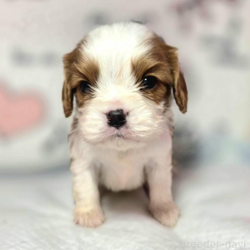 販売中の静岡県のキャバリアキングチャールズスパニエル-450121の5枚目