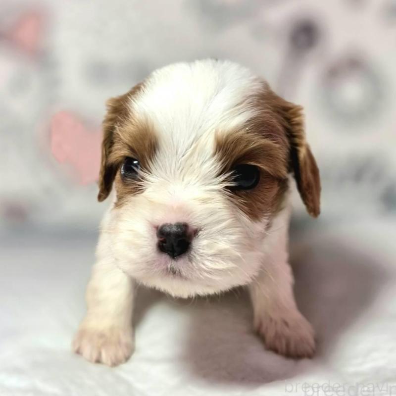 販売中の静岡県のキャバリアキングチャールズスパニエル-450121の4枚目