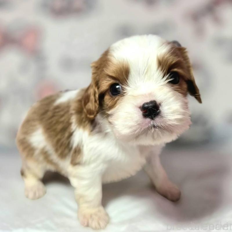 販売中の静岡県のキャバリアキングチャールズスパニエル-450121の3枚目