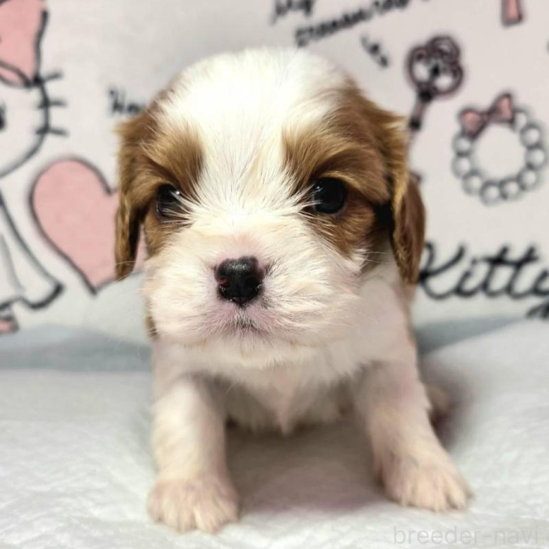 販売中の静岡県のキャバリアキングチャールズスパニエル-450121の2枚目