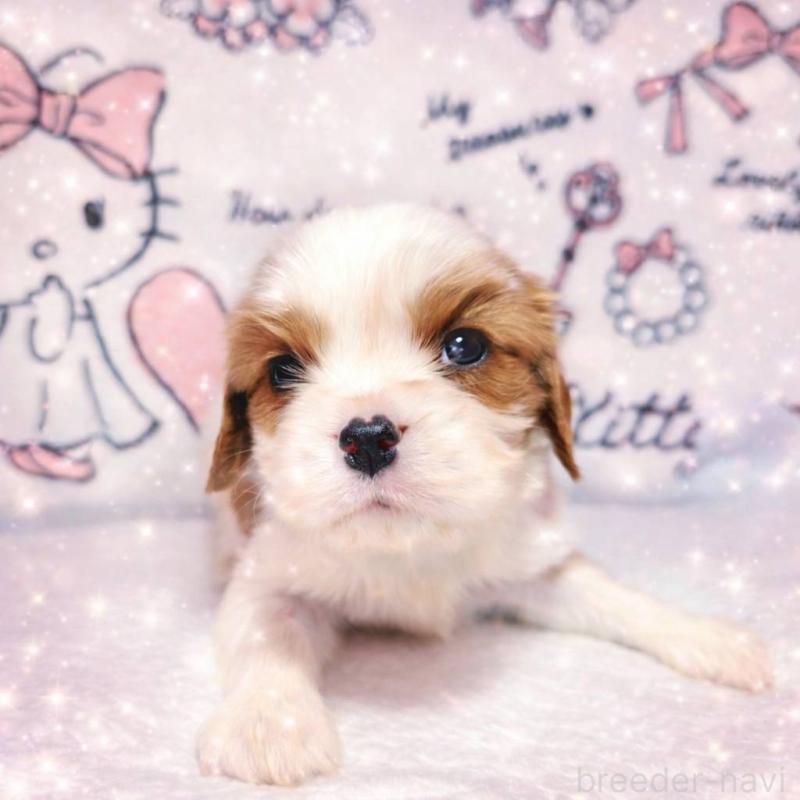 販売中の静岡県のキャバリアキングチャールズスパニエル-450122の7枚目