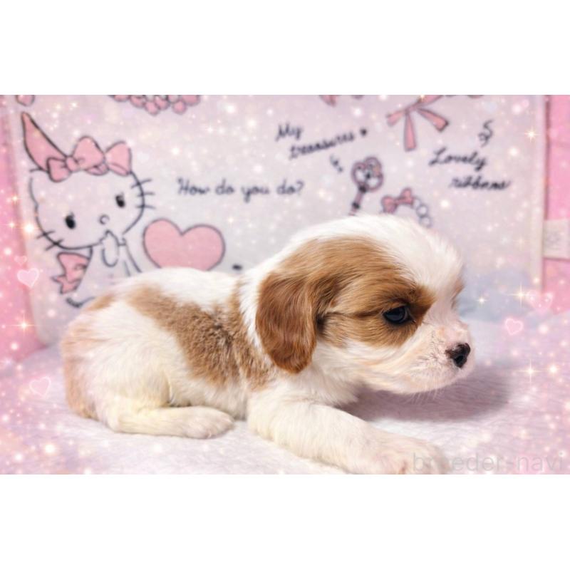 販売中の静岡県のキャバリアキングチャールズスパニエル-450122の6枚目