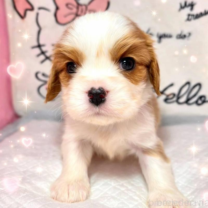 販売中の静岡県のキャバリアキングチャールズスパニエル-450122の5枚目