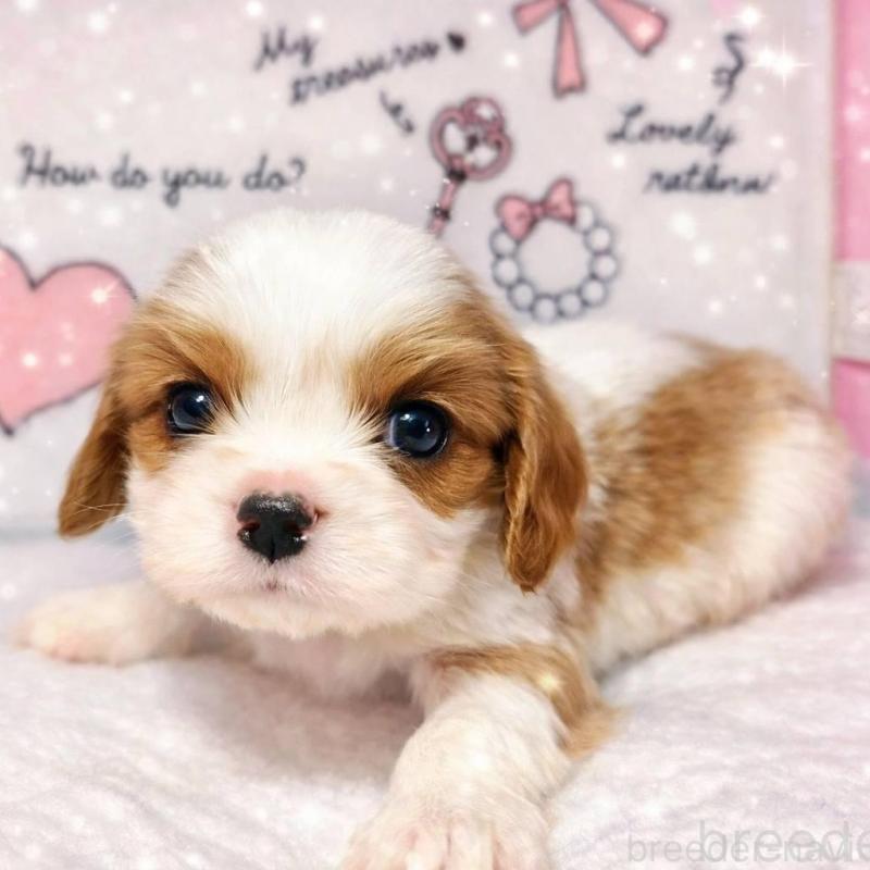 販売中の静岡県のキャバリアキングチャールズスパニエル-450122の4枚目