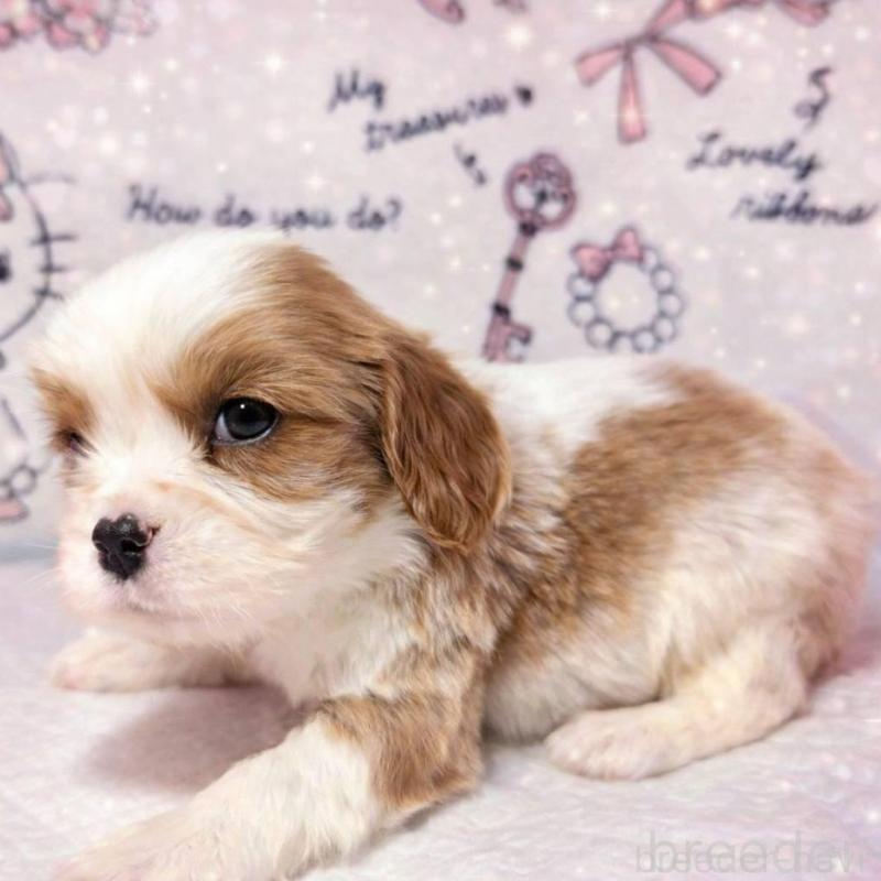 販売中の静岡県のキャバリアキングチャールズスパニエル-450122の3枚目