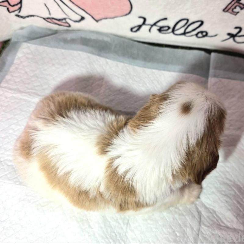 販売中の静岡県のキャバリアキングチャールズスパニエル-450122の2枚目