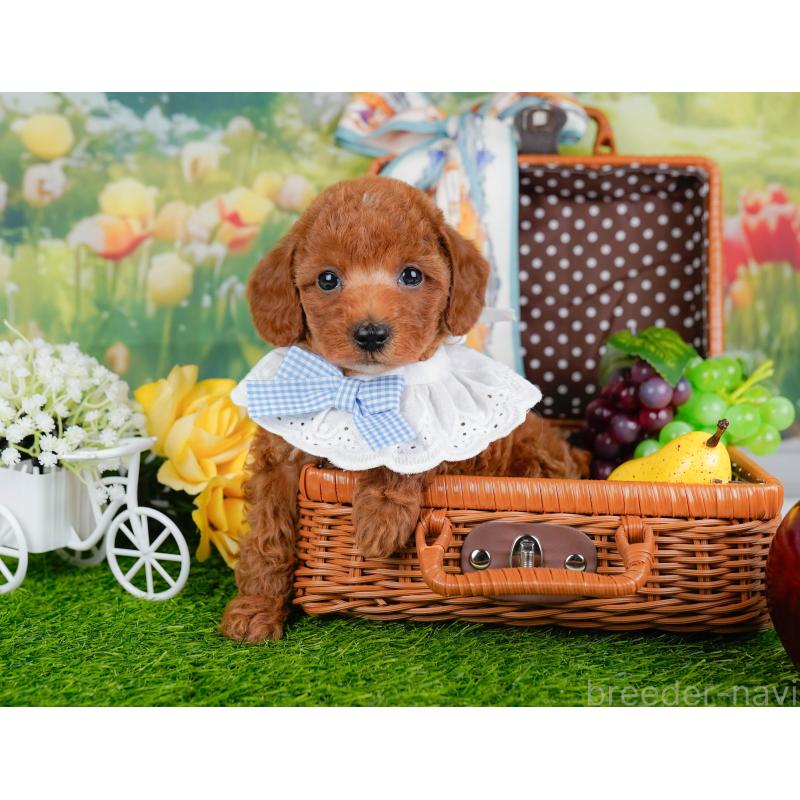 販売中の神奈川県のトイプードル-450125の13枚目