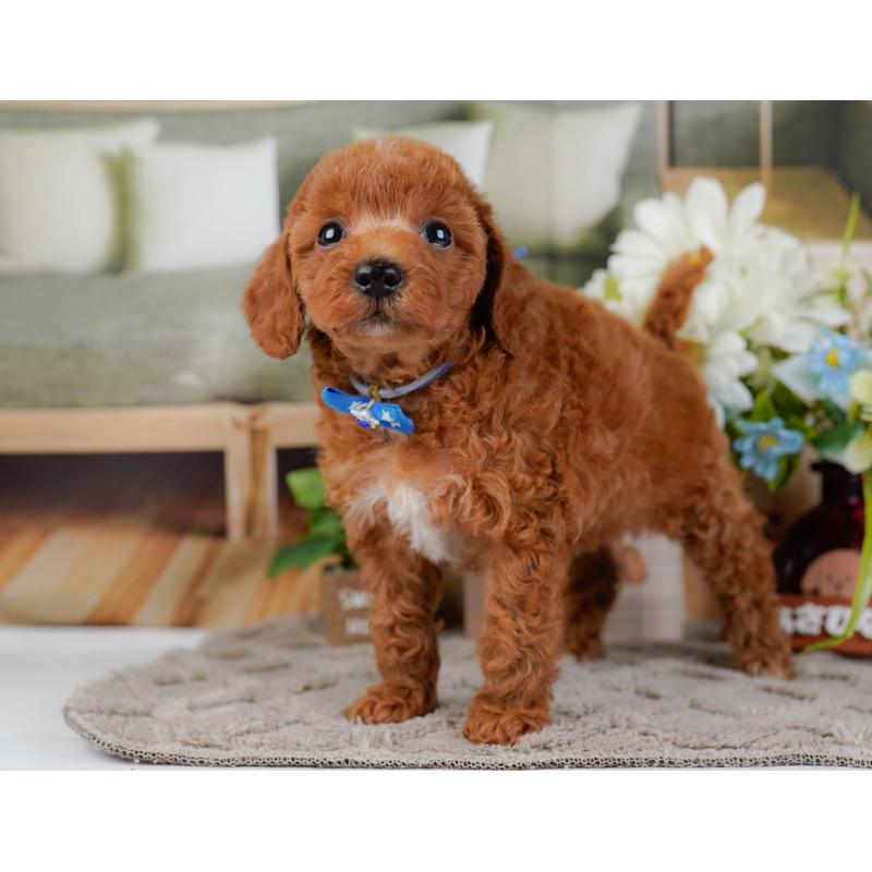 販売中の神奈川県のトイプードル-450125の12枚目