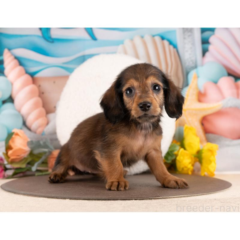 販売中の愛知県のミニチュアダックスフンド(ロングヘアード)-450127の5枚目