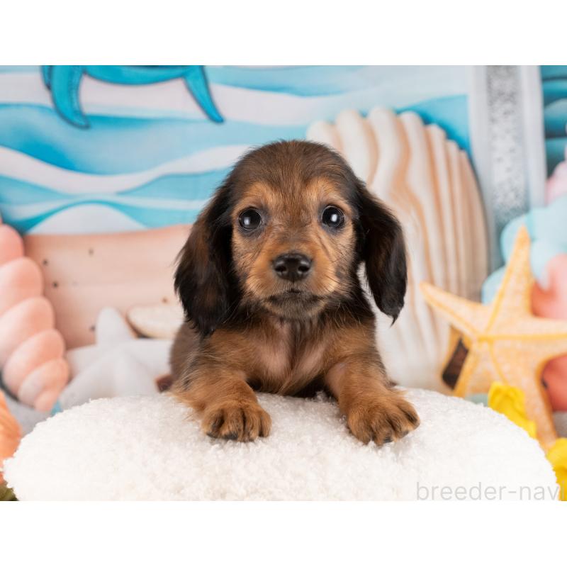 販売中の愛知県のミニチュアダックスフンド(ロングヘアード)-450127の4枚目