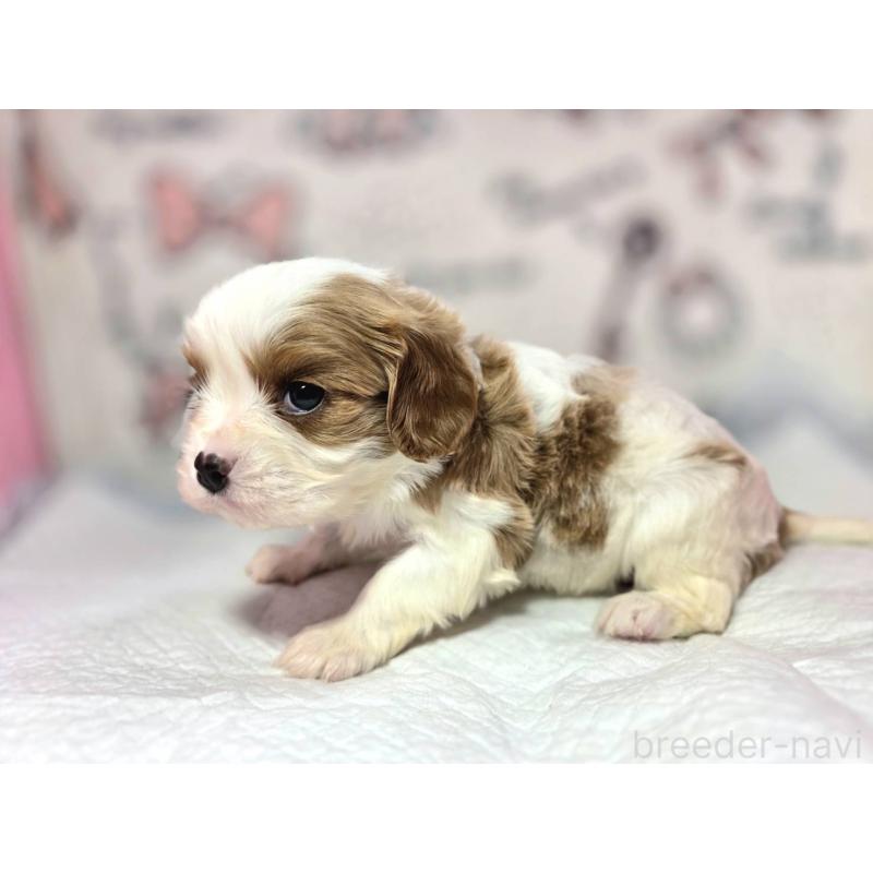 販売中の静岡県のキャバリアキングチャールズスパニエル-450124の9枚目