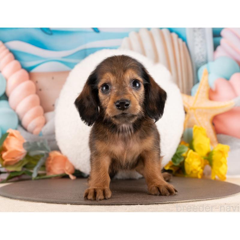 販売中の愛知県のミニチュアダックスフンド(ロングヘアード)-450127の3枚目