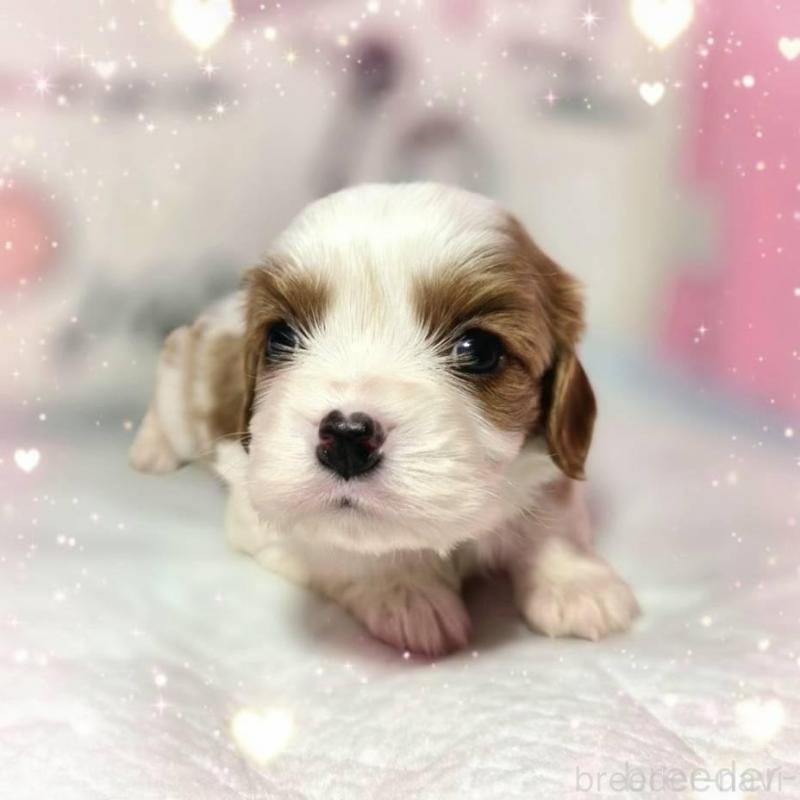 販売中の静岡県のキャバリアキングチャールズスパニエル-450124の8枚目