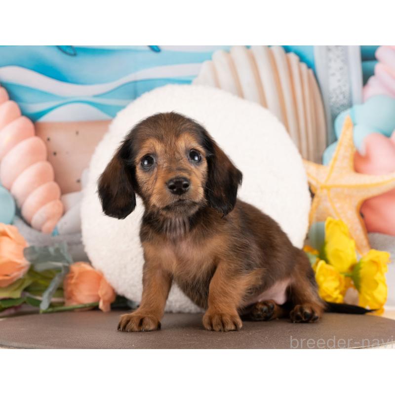 販売中の愛知県のミニチュアダックスフンド(ロングヘアード)-450127の2枚目