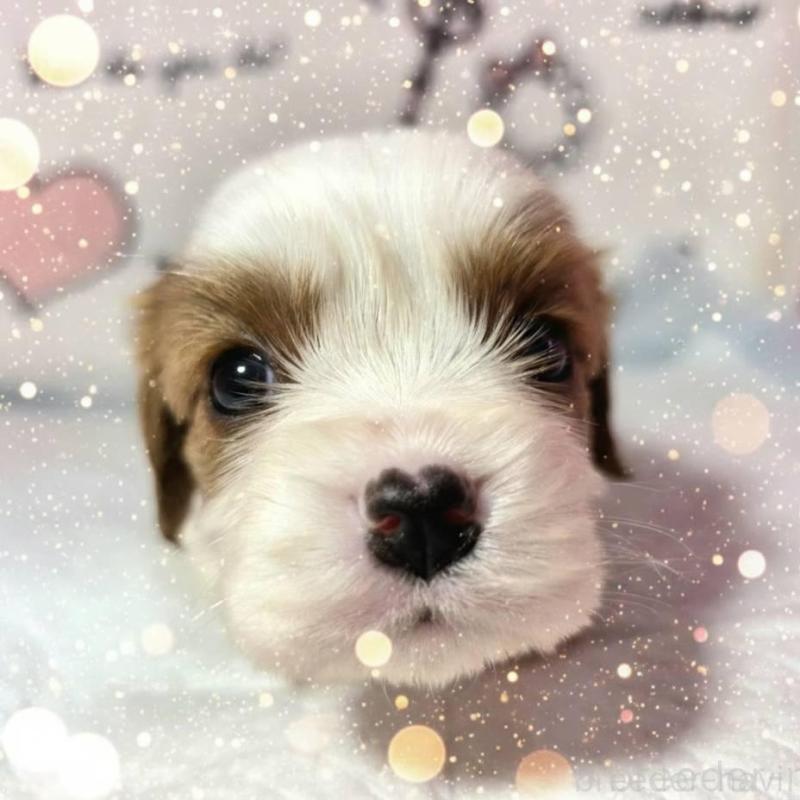 販売中の静岡県のキャバリアキングチャールズスパニエル-450124の7枚目