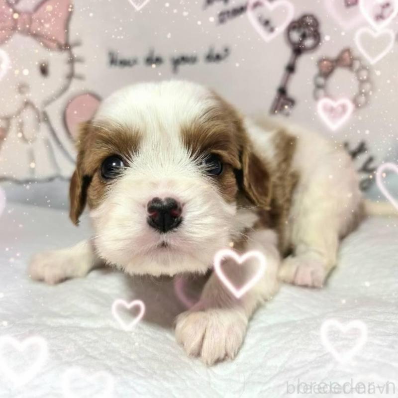 販売中の静岡県のキャバリアキングチャールズスパニエル-450124の6枚目