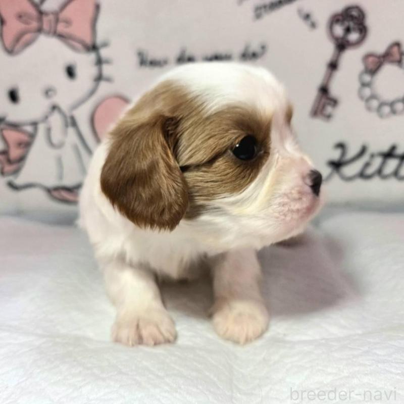 販売中の静岡県のキャバリアキングチャールズスパニエル-450124の5枚目