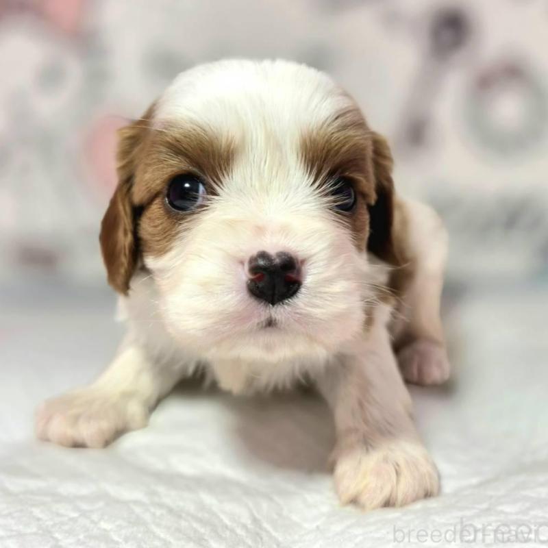 販売中の静岡県のキャバリアキングチャールズスパニエル-450124の4枚目