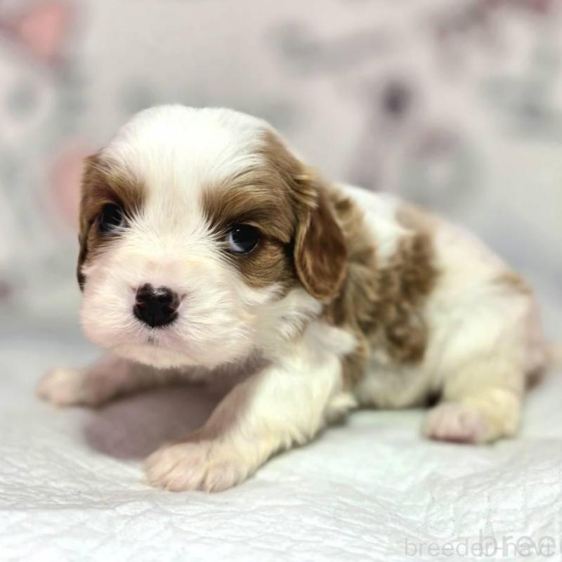 販売中の静岡県のキャバリアキングチャールズスパニエル-450124の3枚目