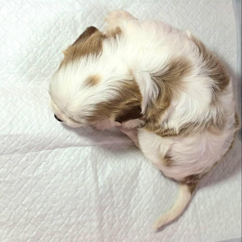 販売中の静岡県のキャバリアキングチャールズスパニエル-450124の2枚目